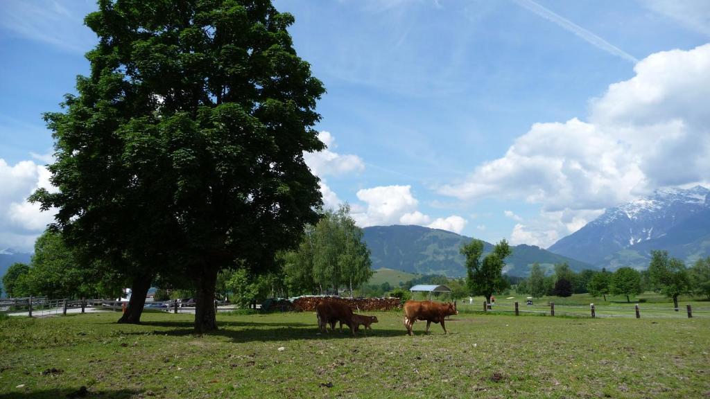Haus Rieder Georg Apartment Maria Alm am Steinernen Meer Bagian luar foto